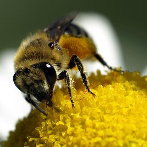 Abeja trabajando