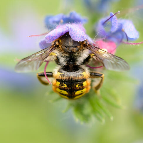 Abeja trabajando